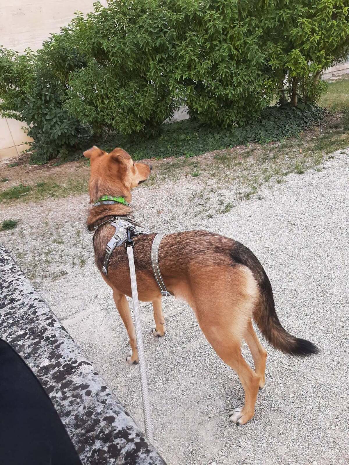 Adoption Yashka