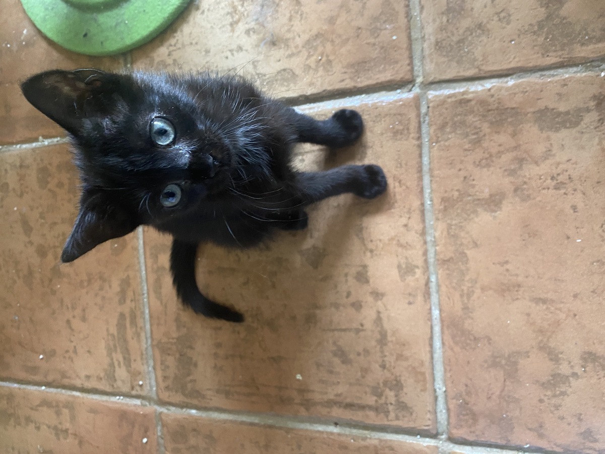 Adoption Tarzan