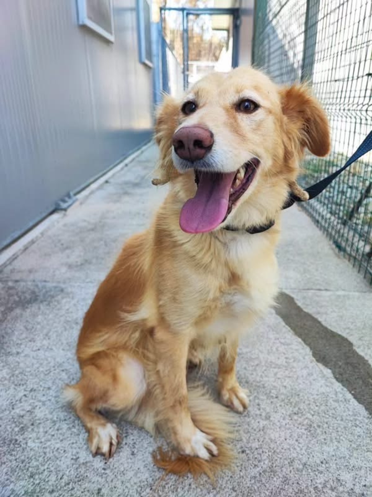 Adoption Lacy