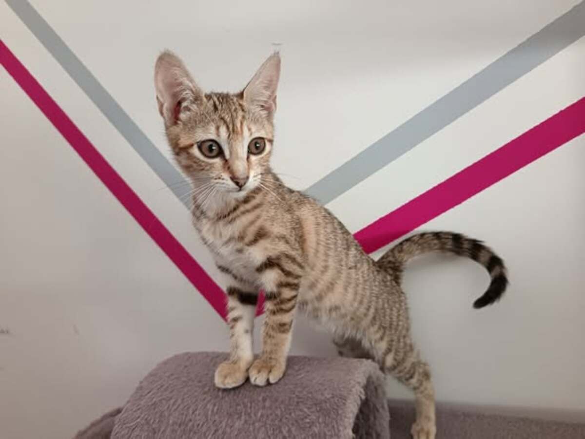 Adoption Savanna