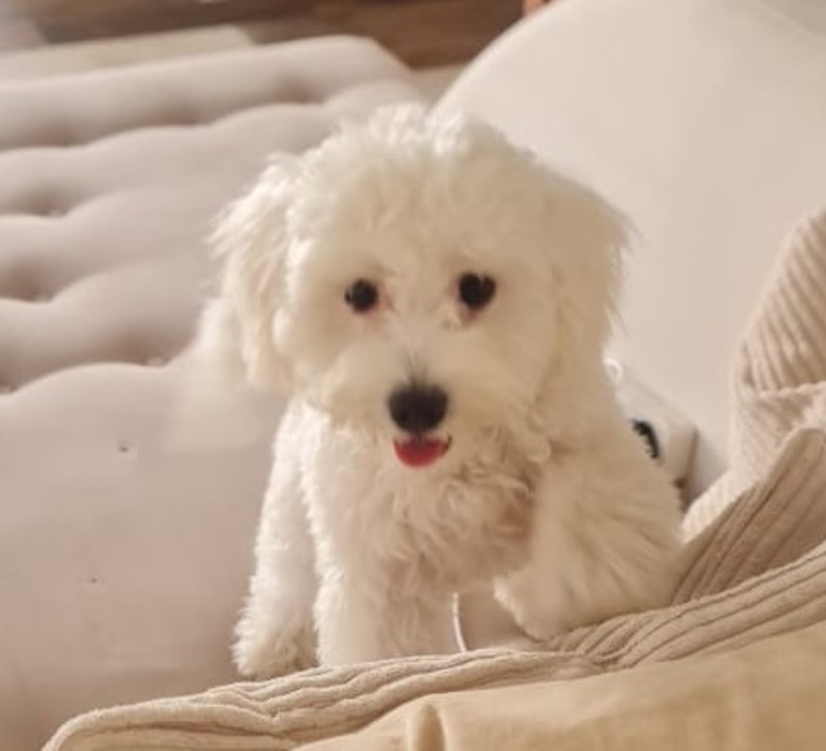 Adoption Léo