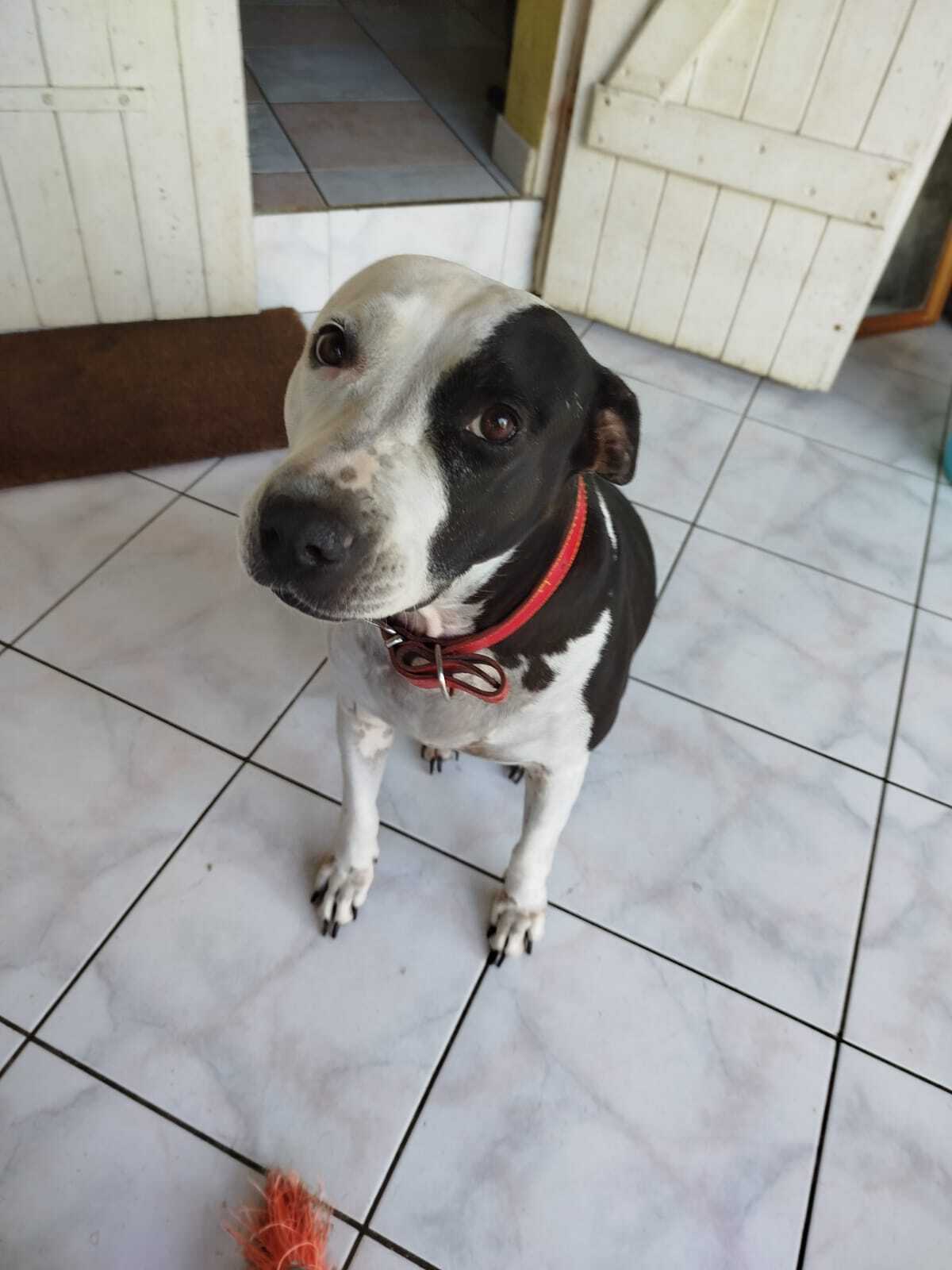 Adoption Métisse