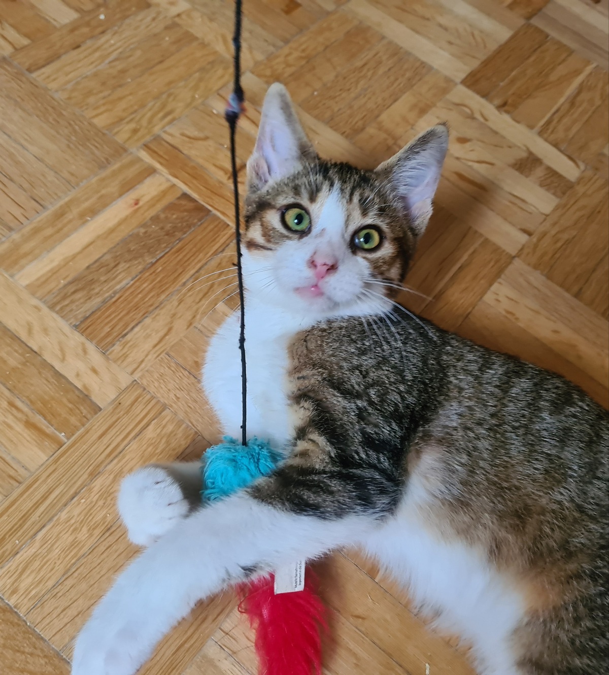 Adoption Rintintin