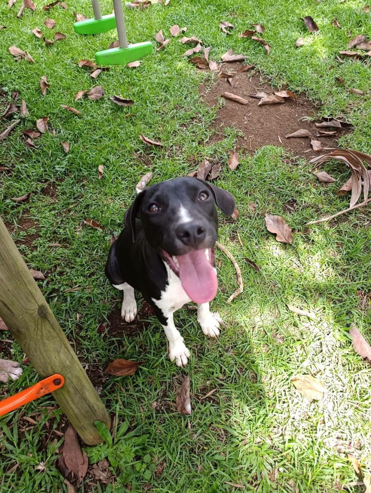 Adoption Bora