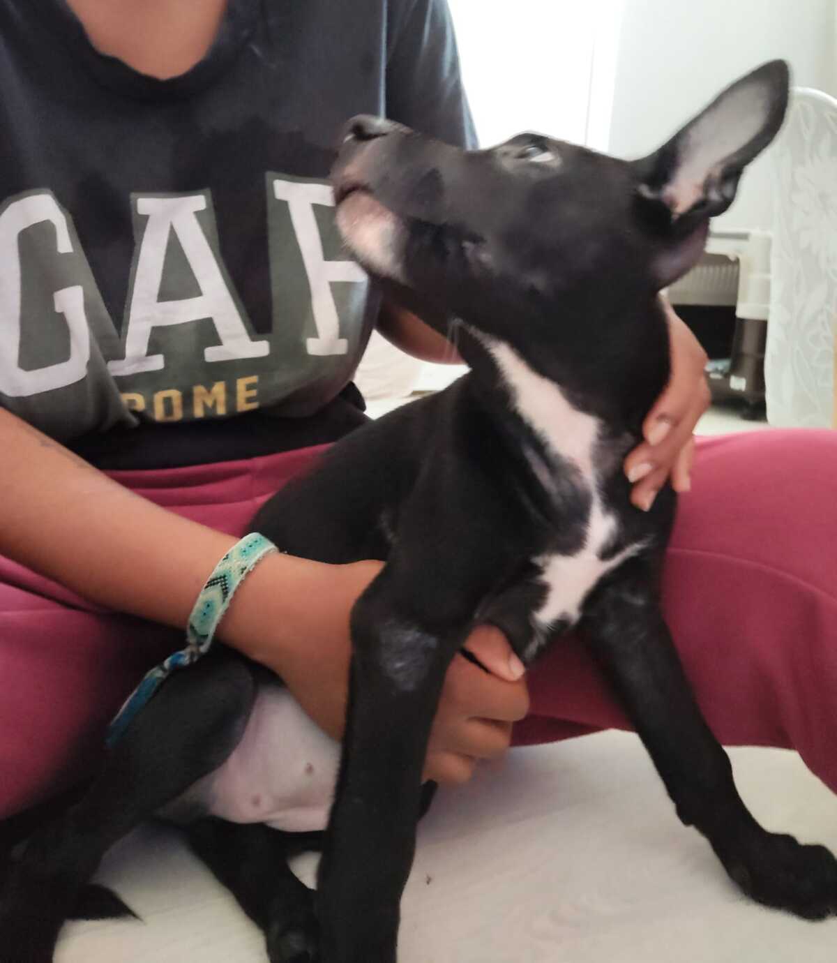 Adoption Stella