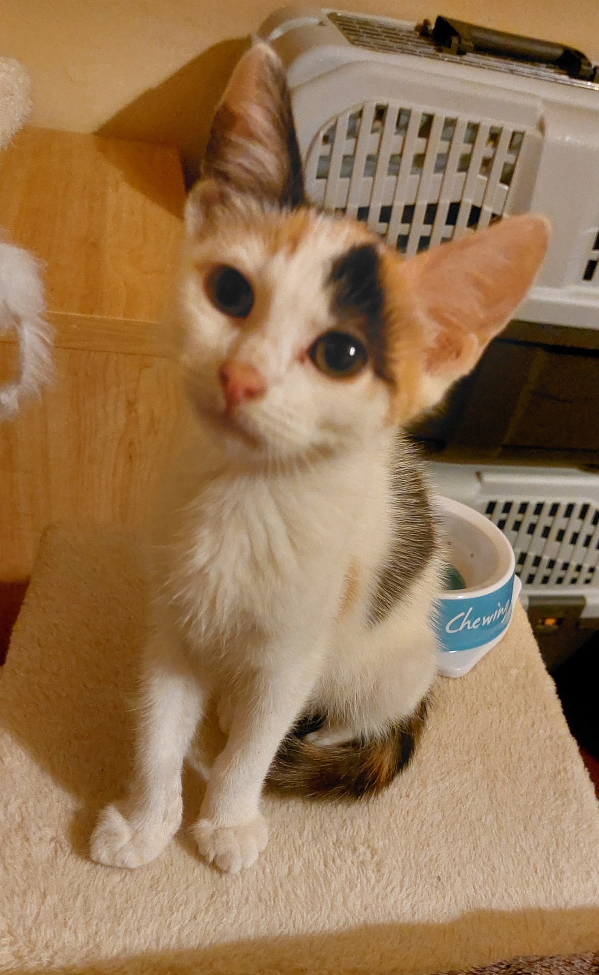 Adoption Brindille