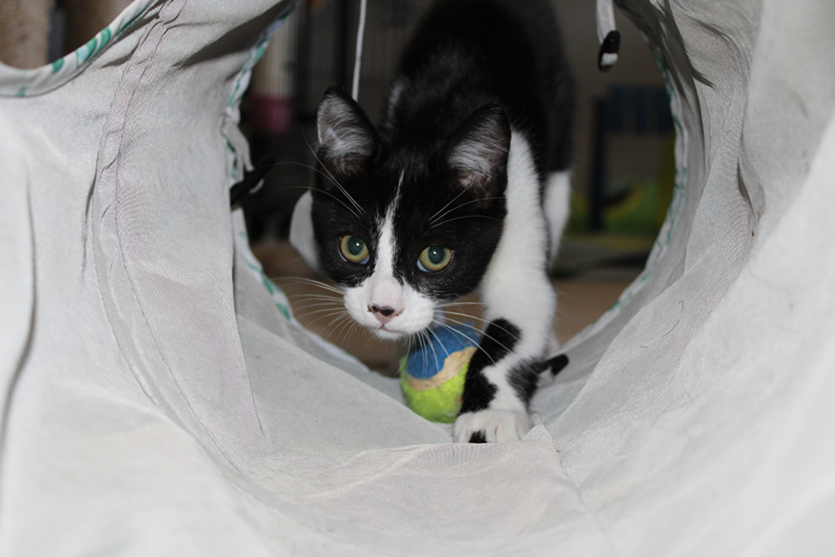 Adoption Banjo