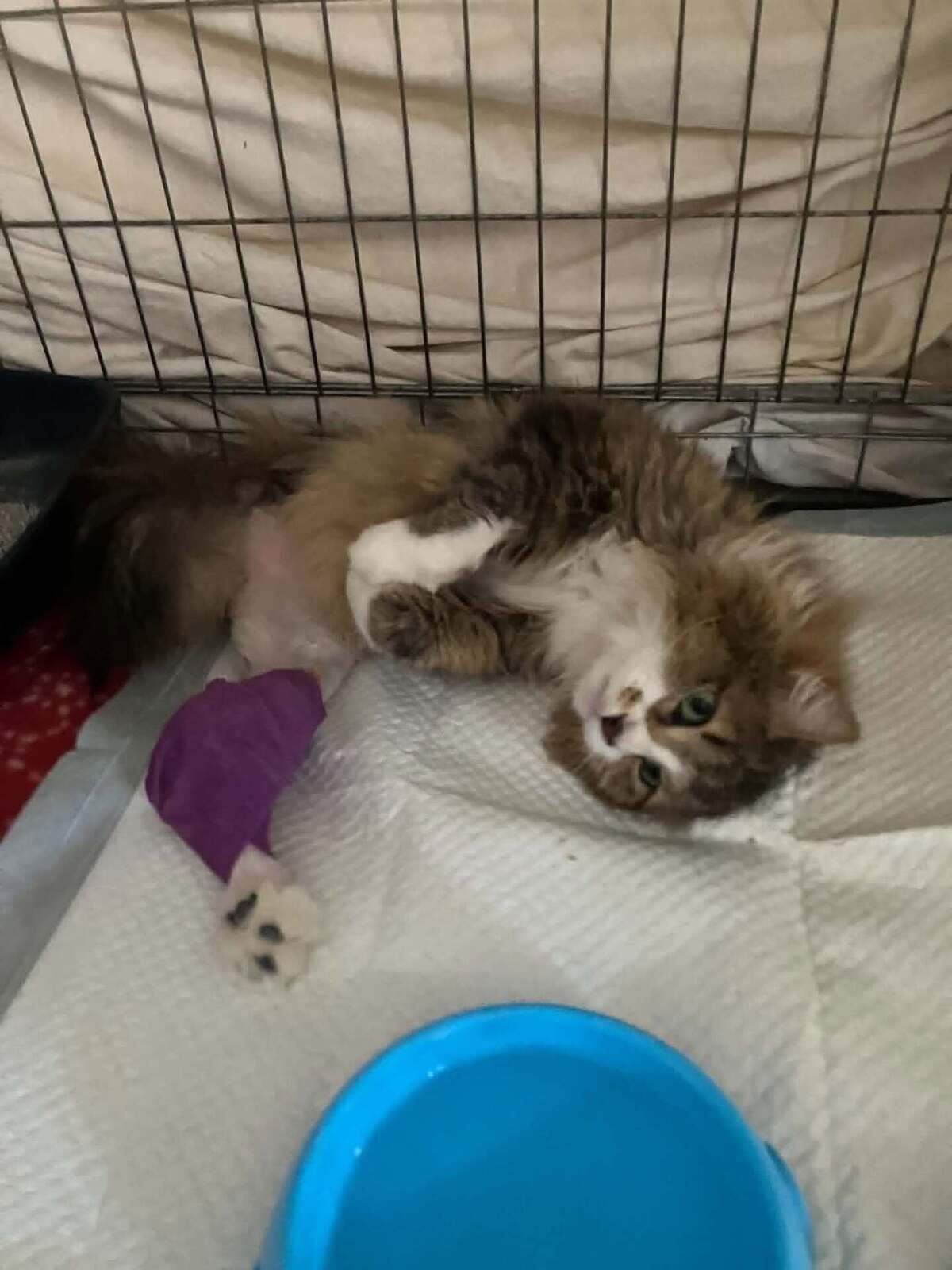 Adoption Biscotte 