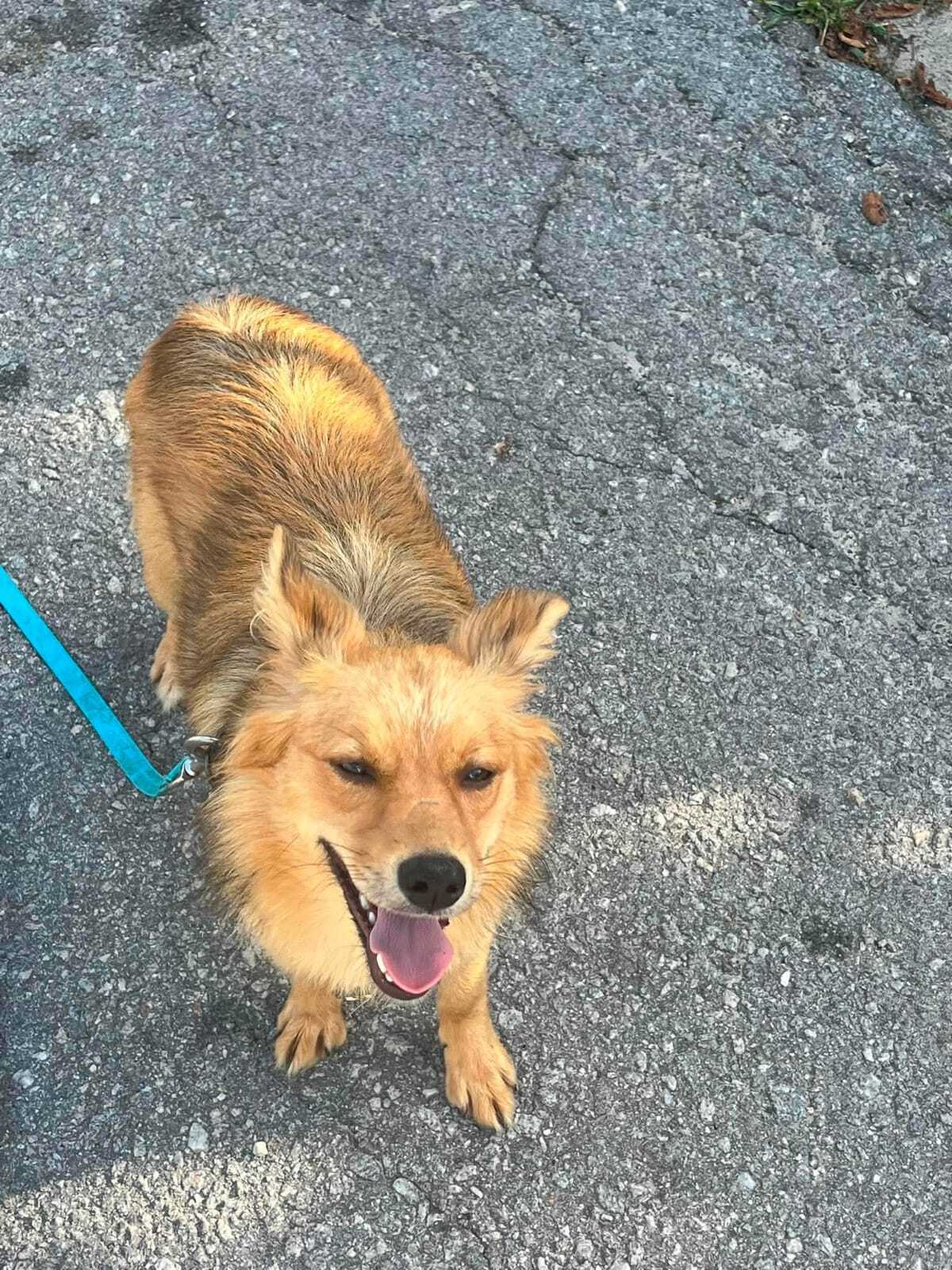 Adoption Felisa