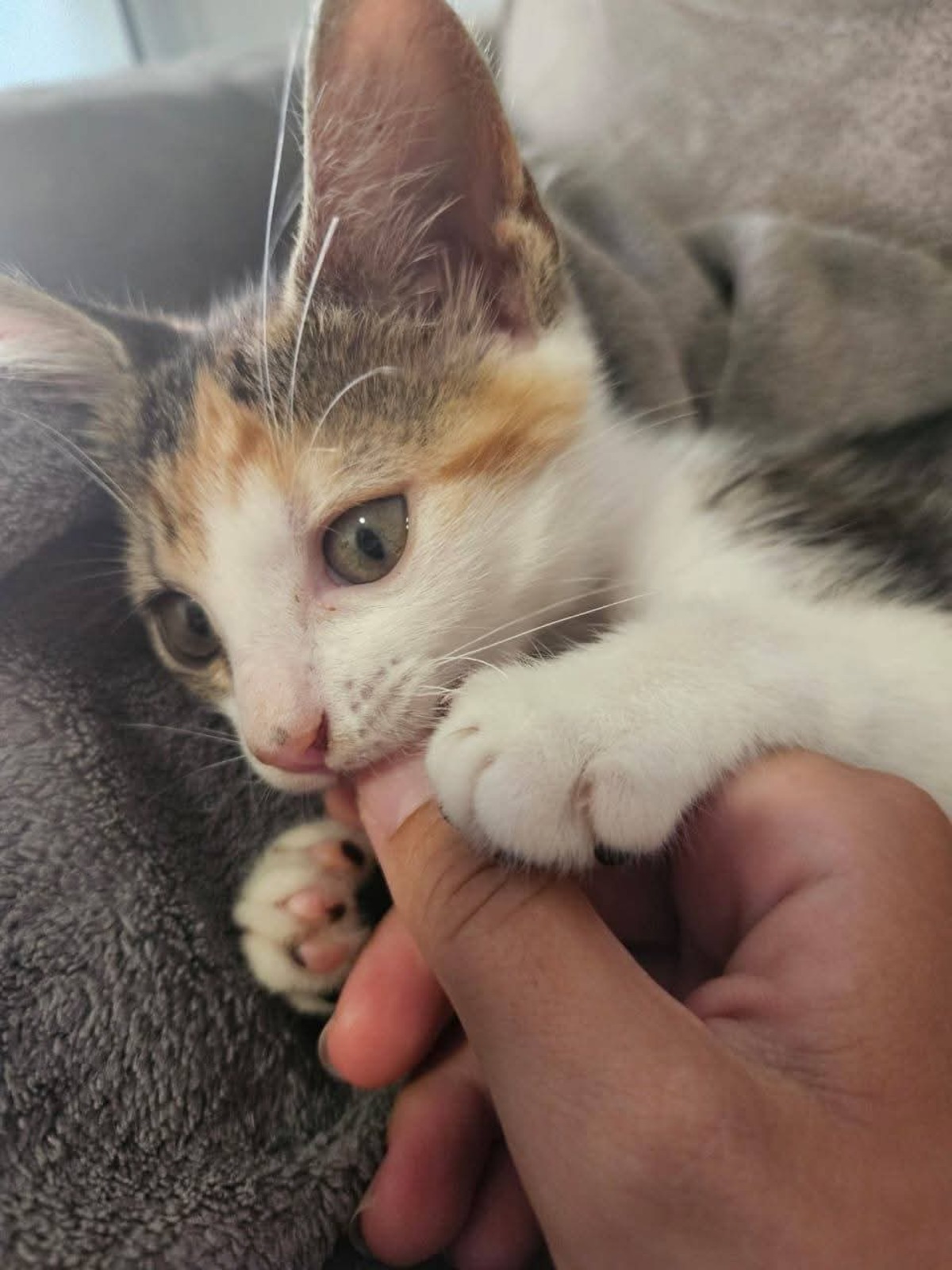 Adoption Madi