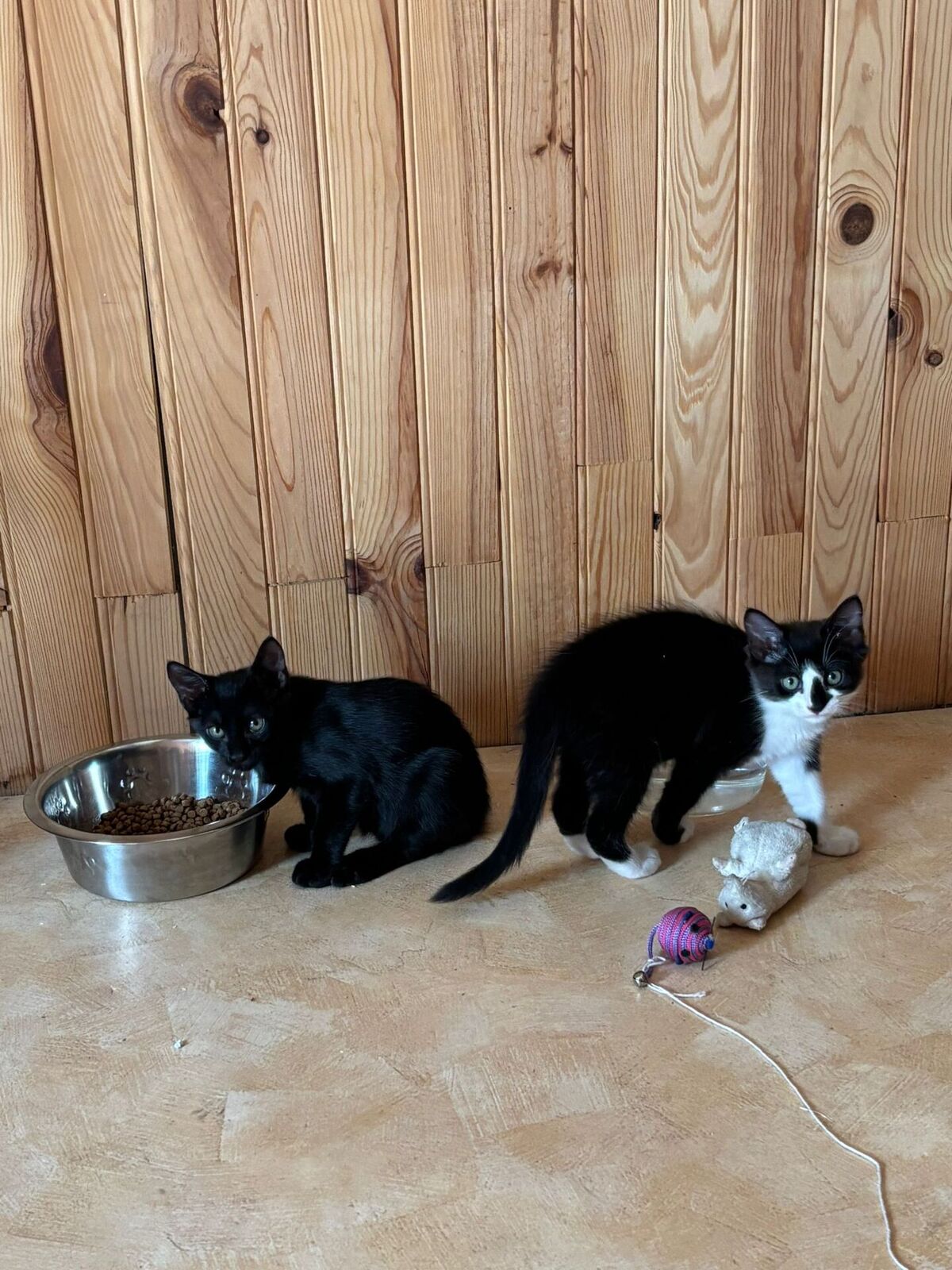 Adoption Aria