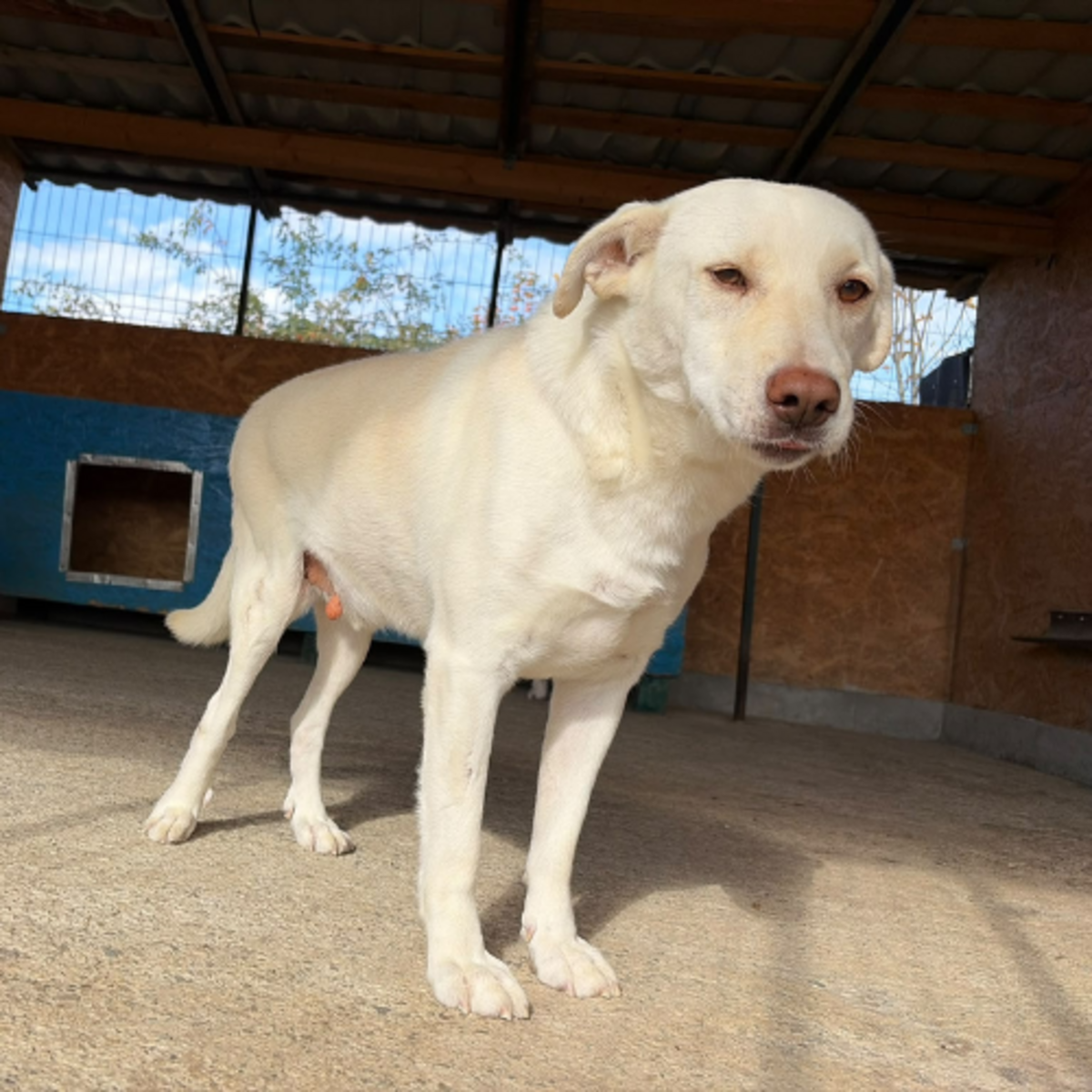Adoption Atlas