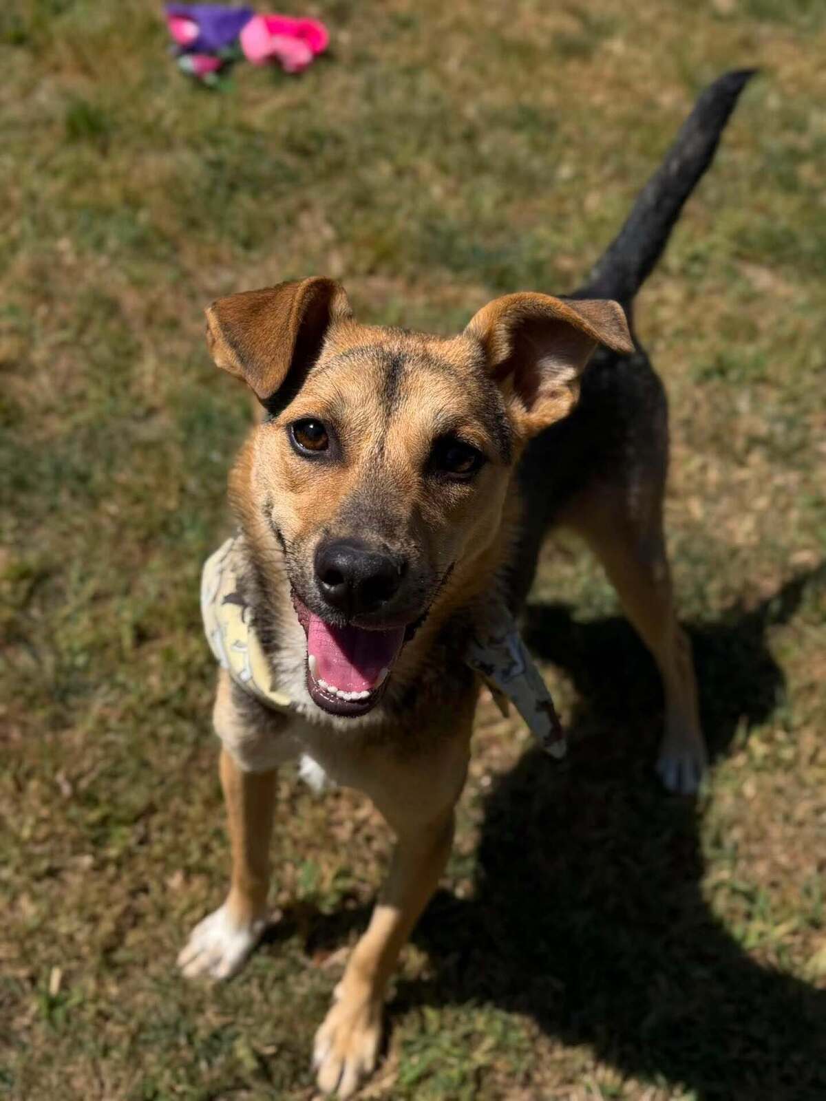 Adoption Bélize