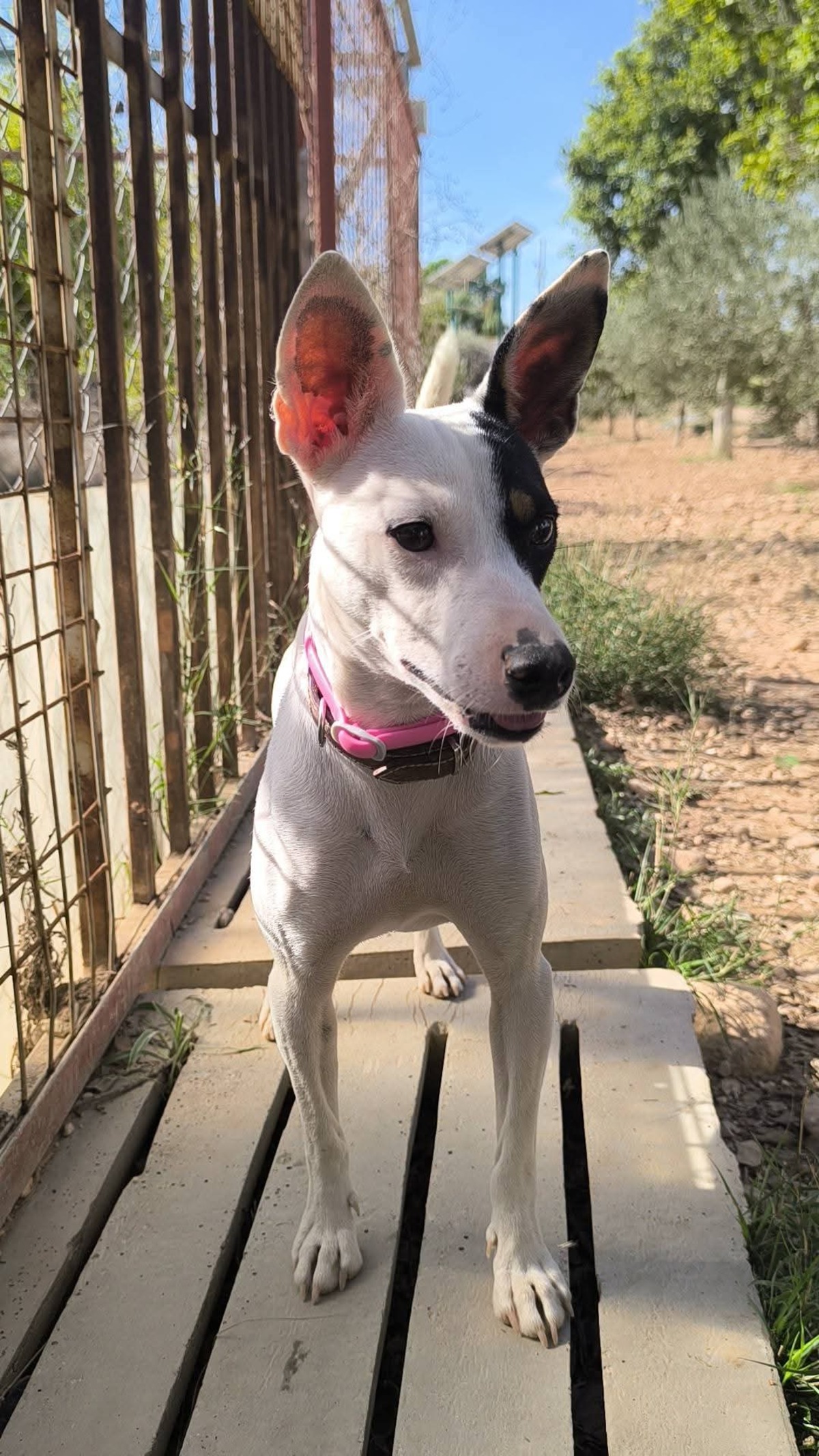 Adoption Paloma