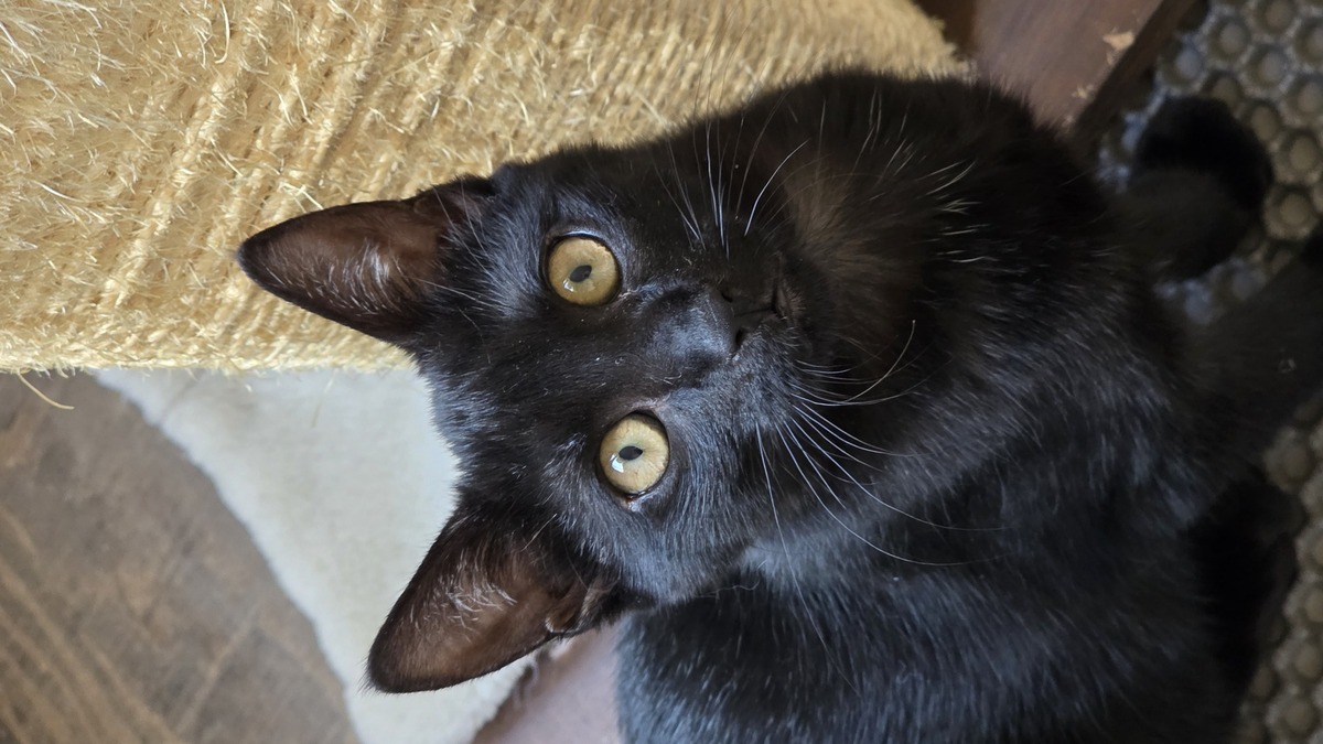 Adoption Bastet 