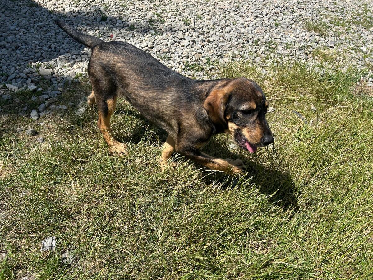 Adoption Leni