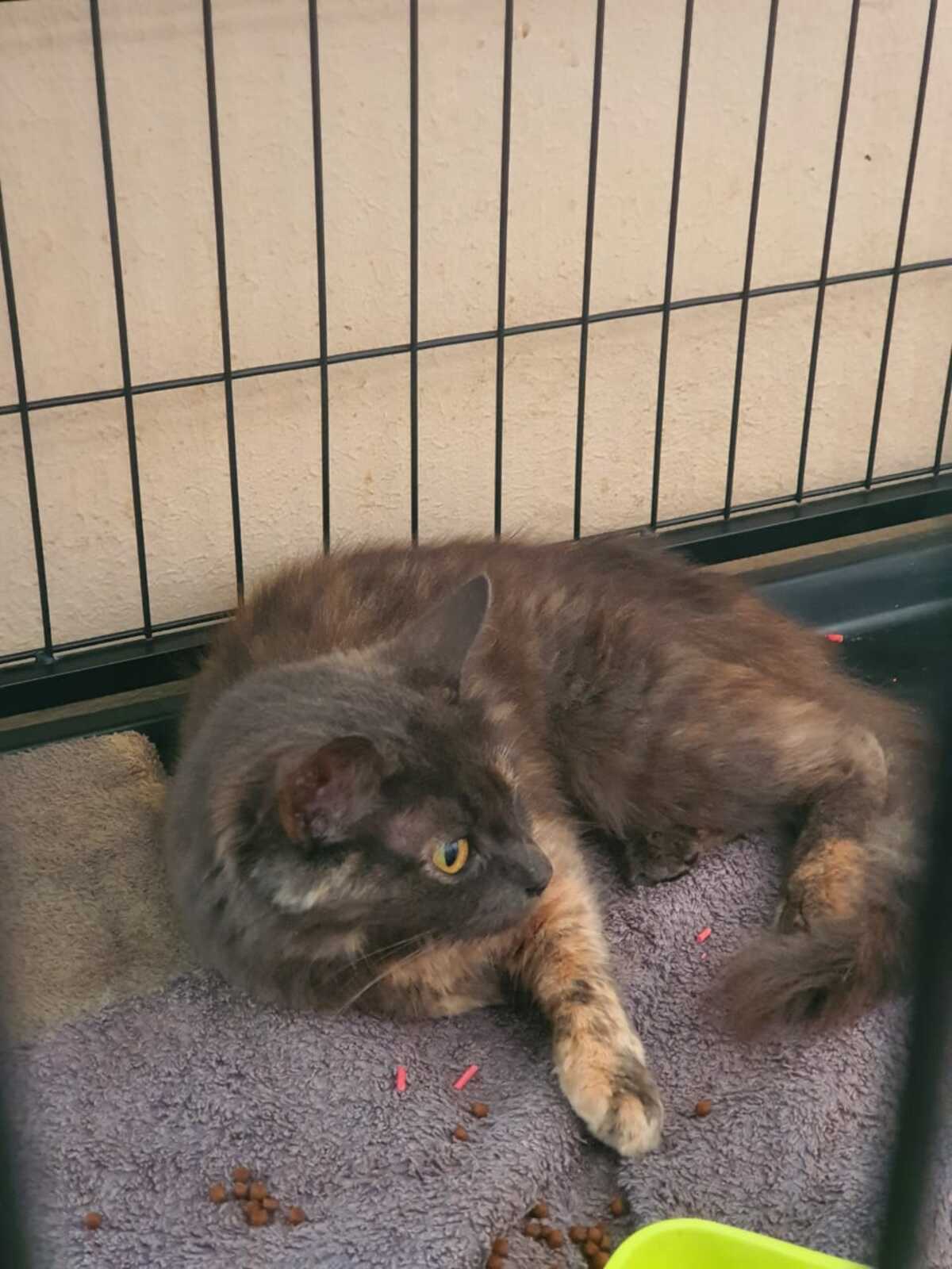 Adoption Cémavie