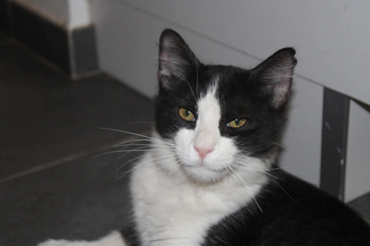 Adoption LUNE