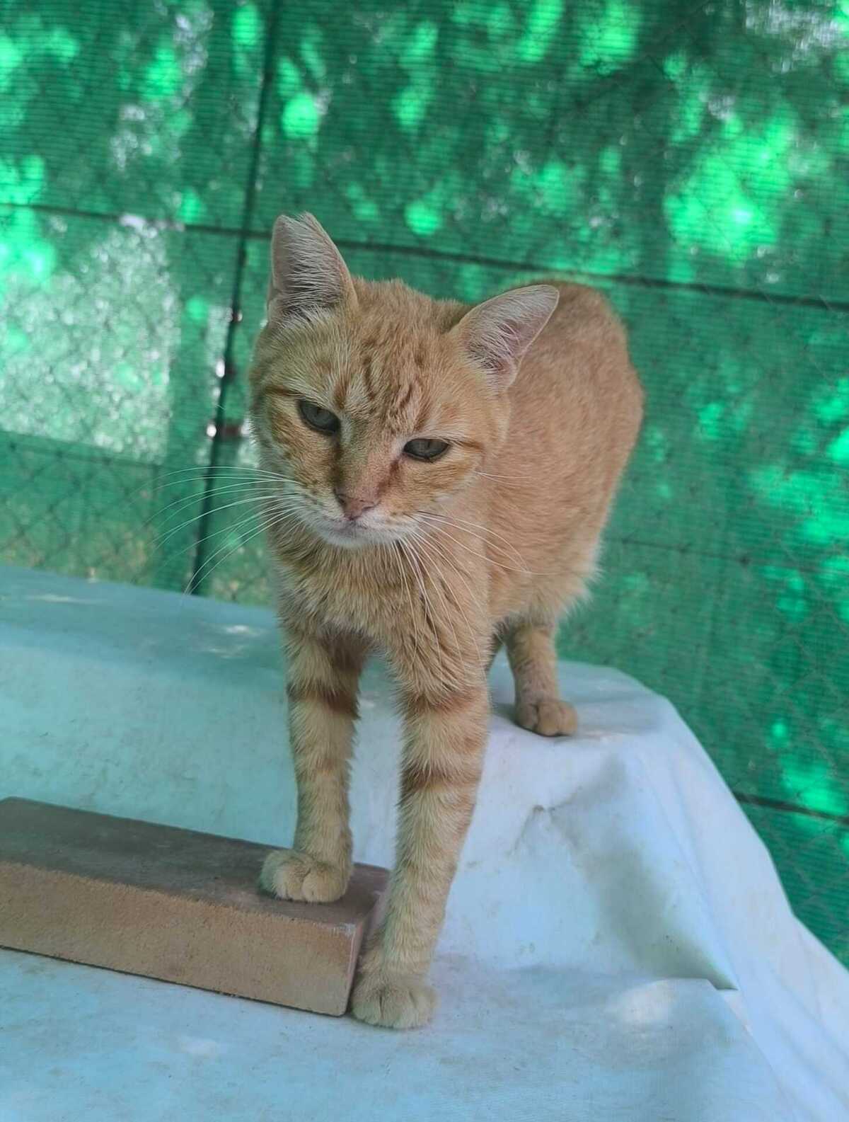 Adoption Rubia