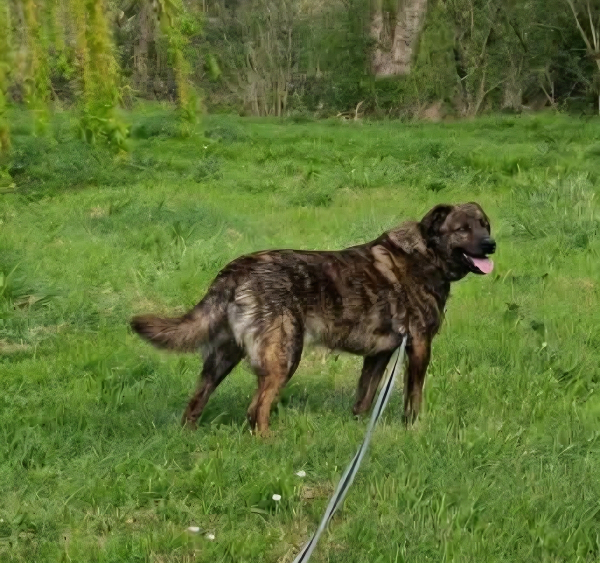 Adoption Tex
