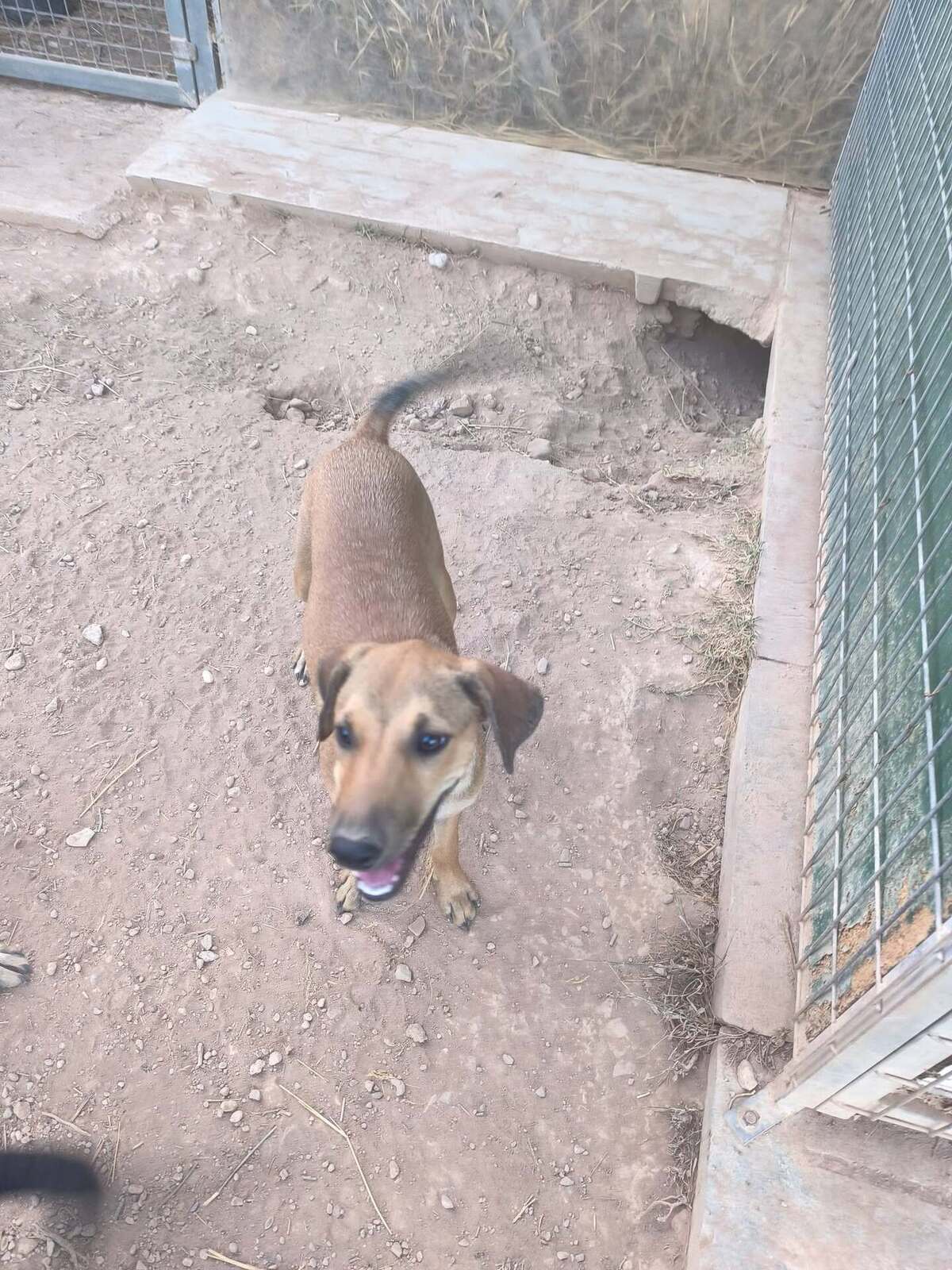 Adoption Vainilla