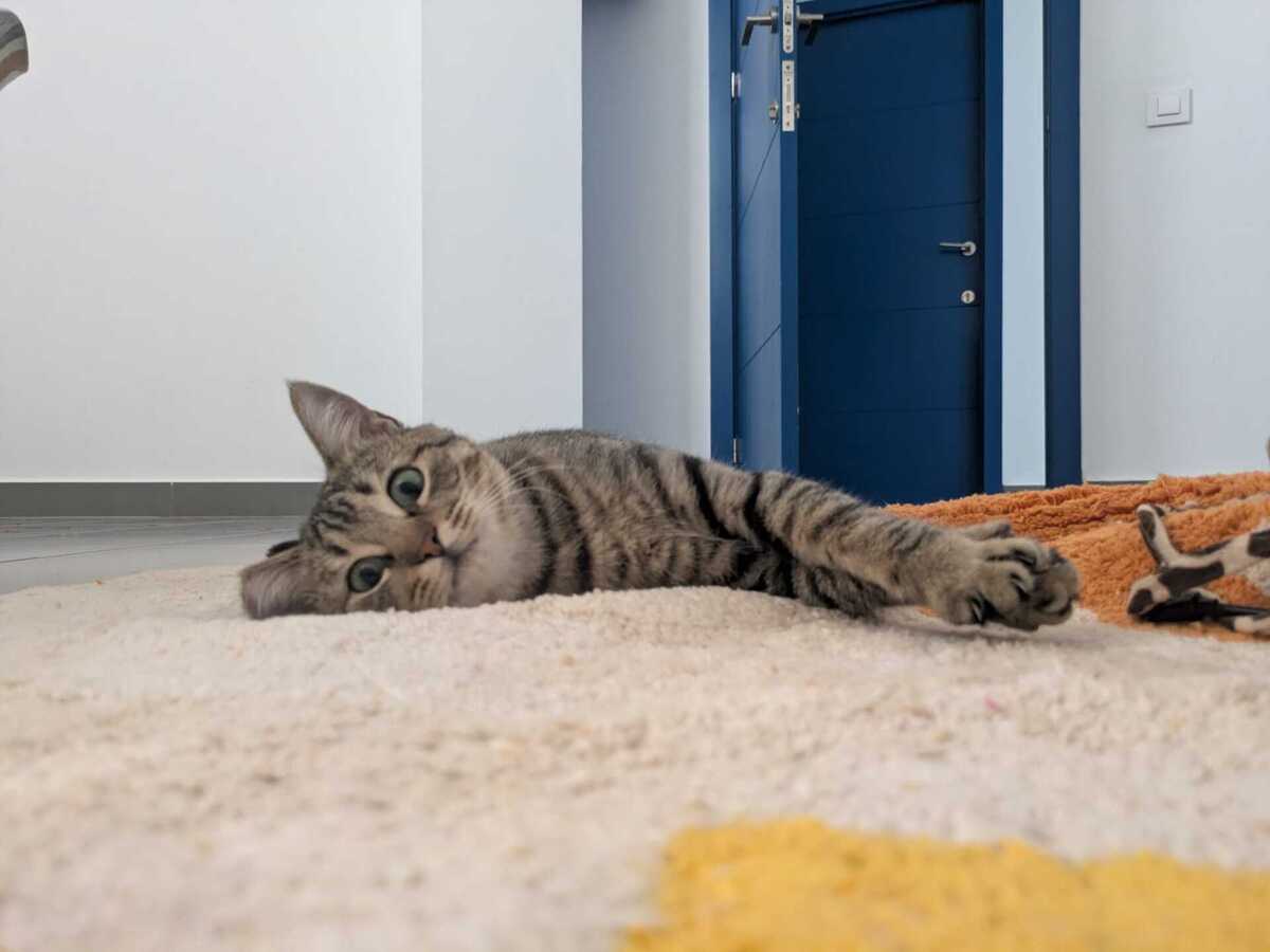 Adoption Romina