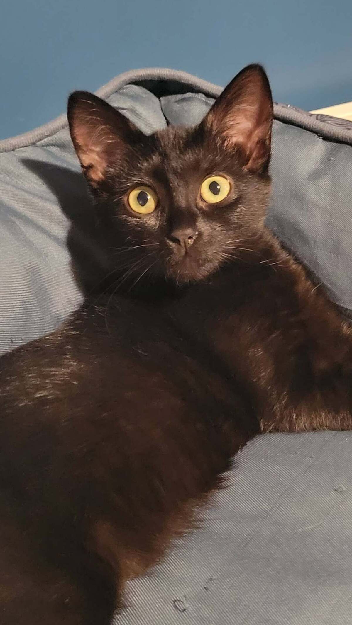 Adoption Lumo