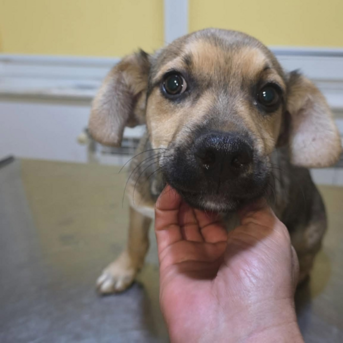 Adoption Mario