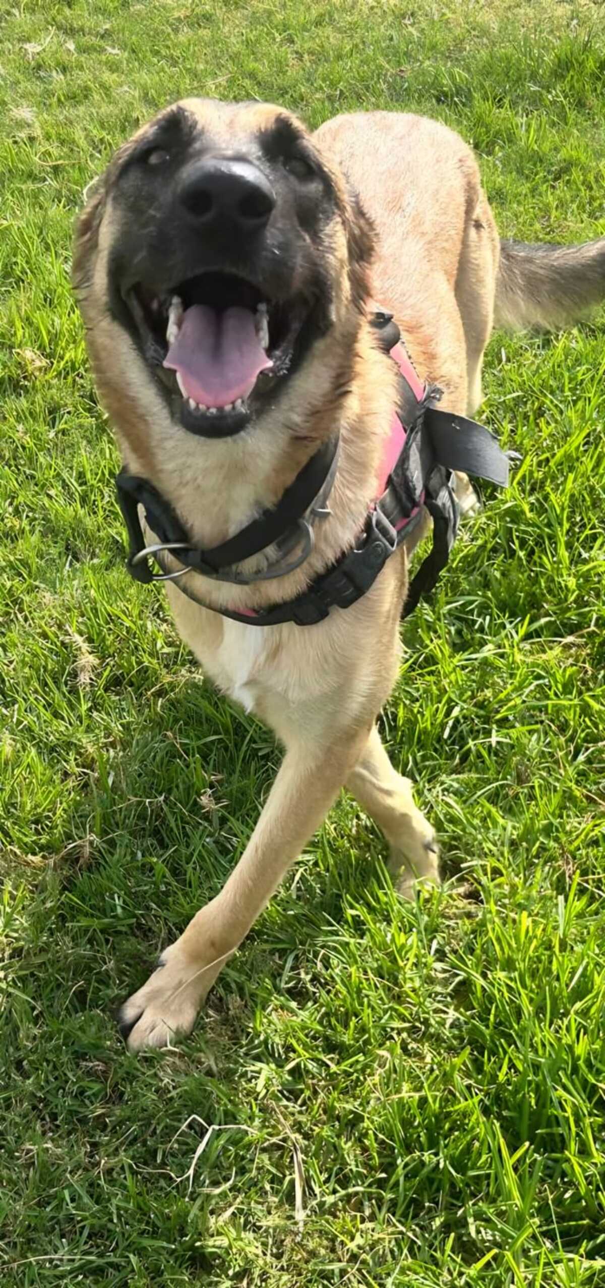 Adoption Yina