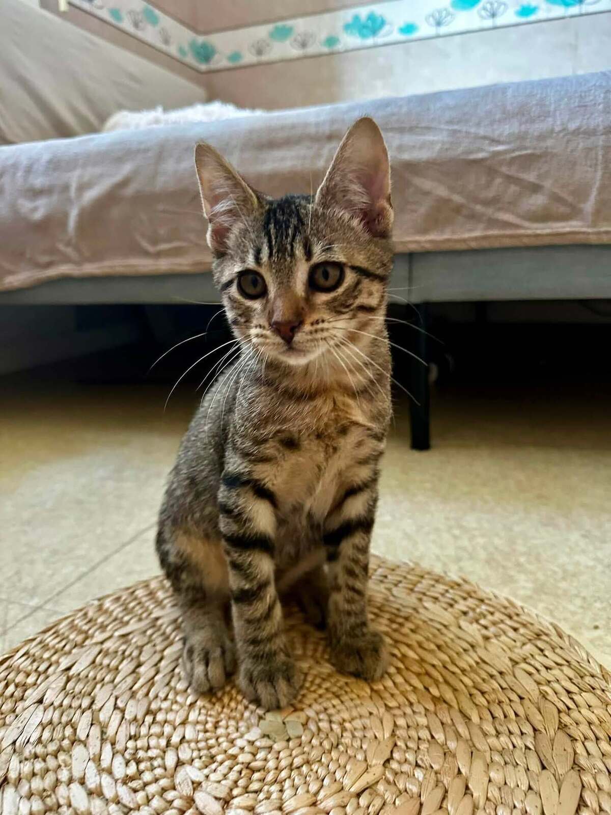 Adoption Buzz