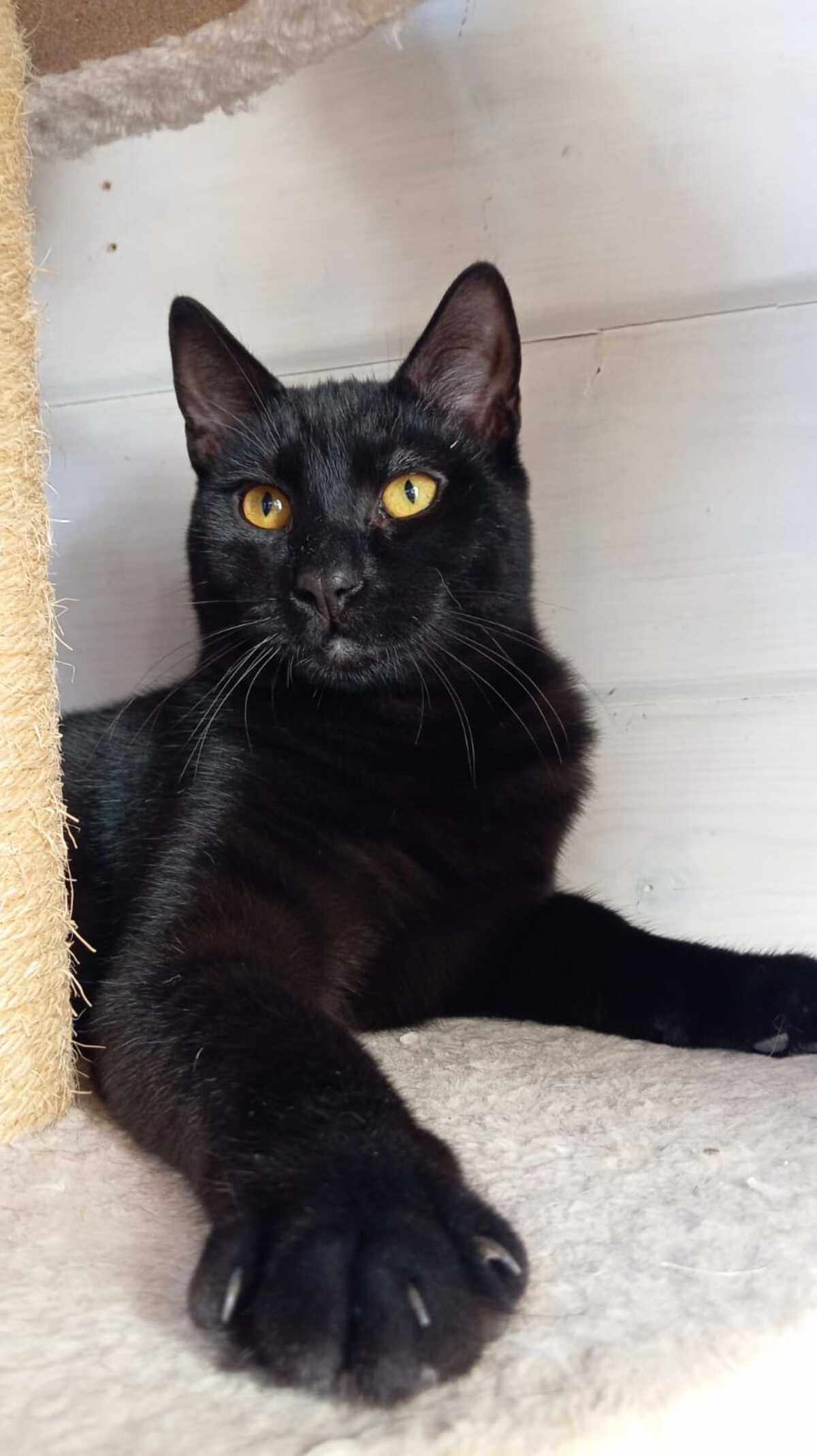 Adoption MILKSHAKE
