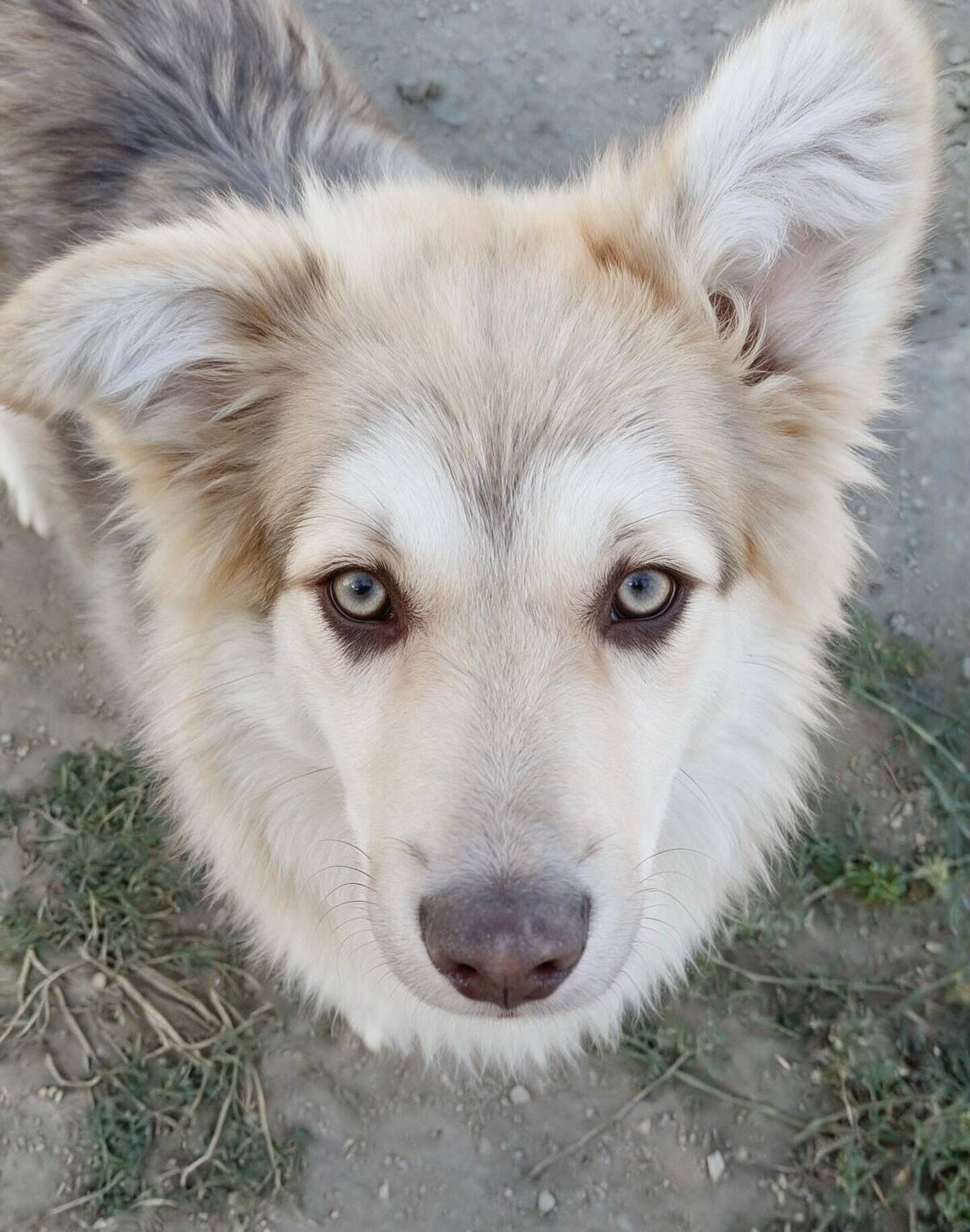 Adoption Brandy