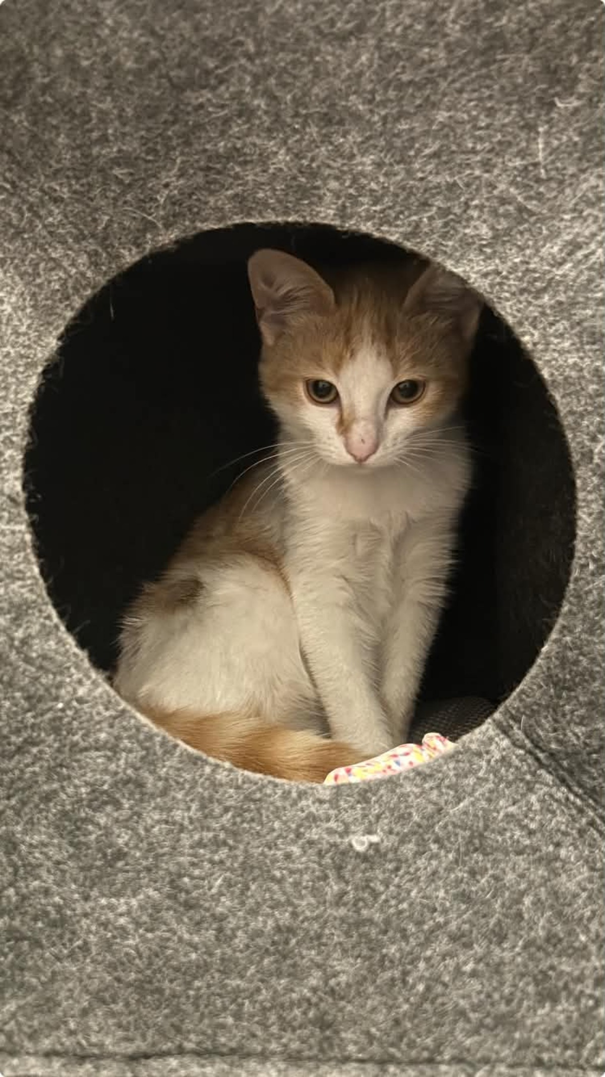 Adoption Bella