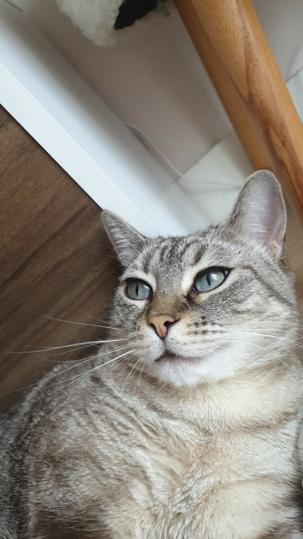 Adoption SHOO