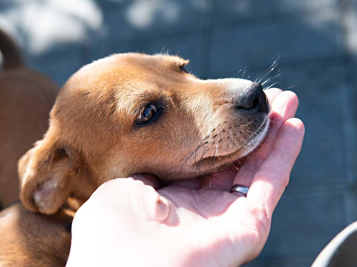 Adoption Jilina