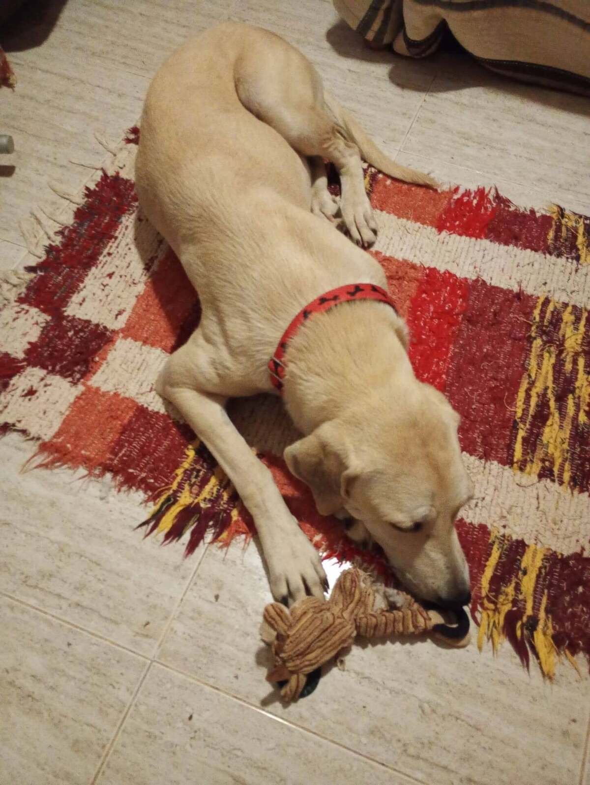 Adoption Elsie