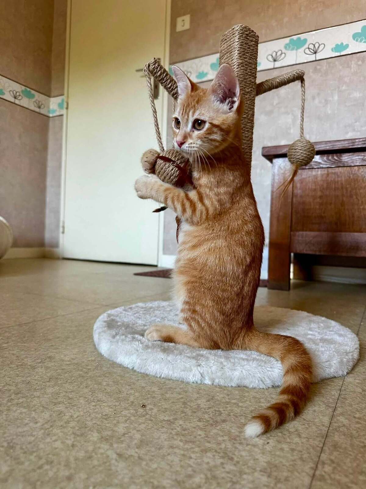 Adoption Boss