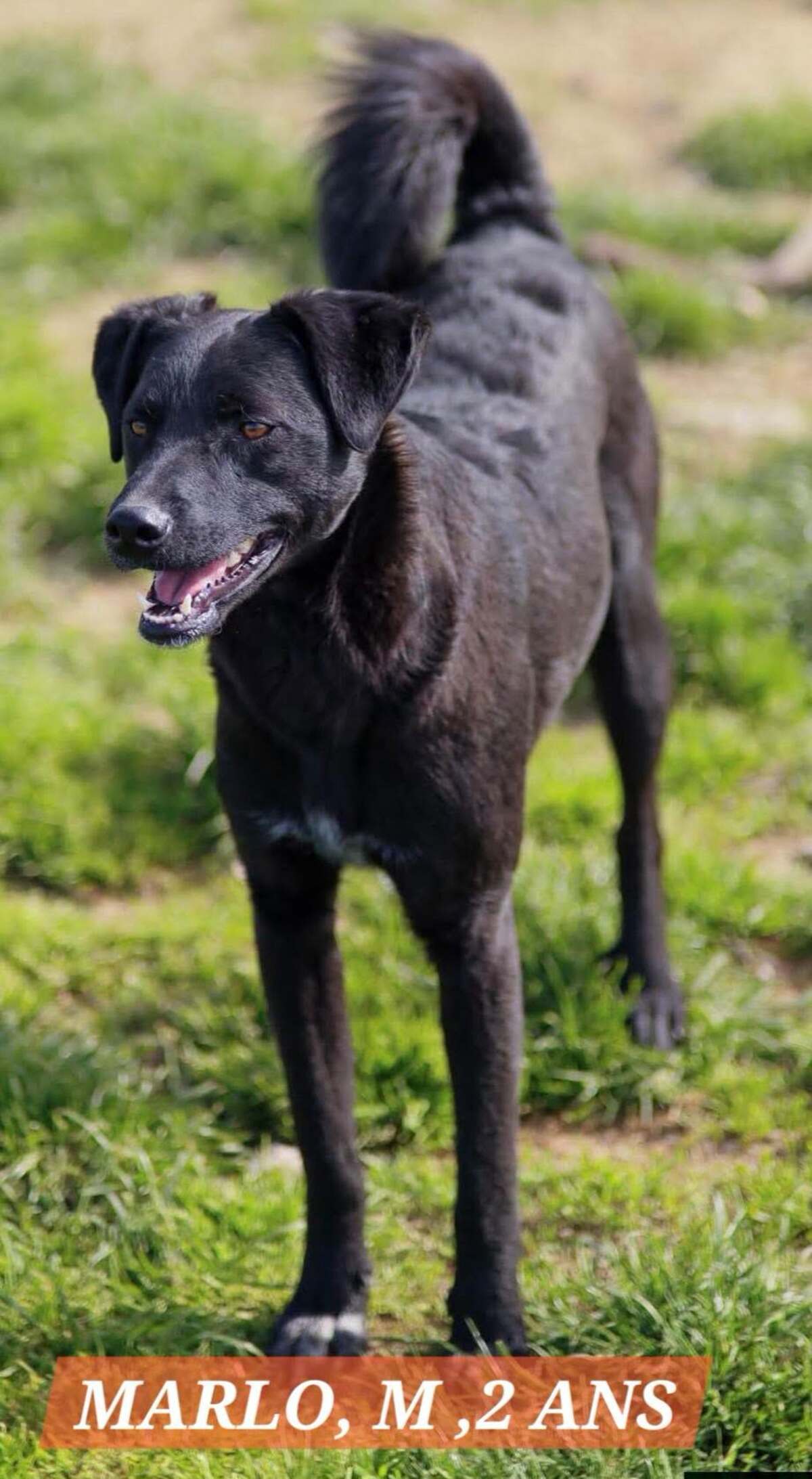 Adoption MARLO