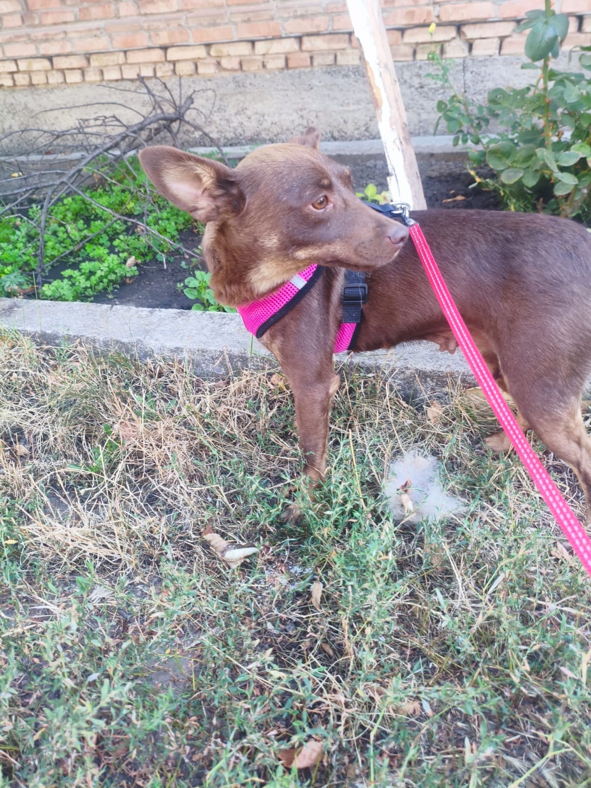 Adoption CHACHA, de Ukraine à sauver!
