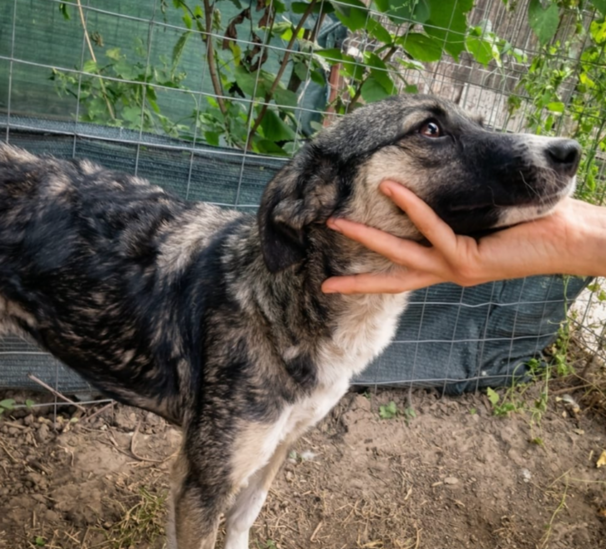 Adoption Amina