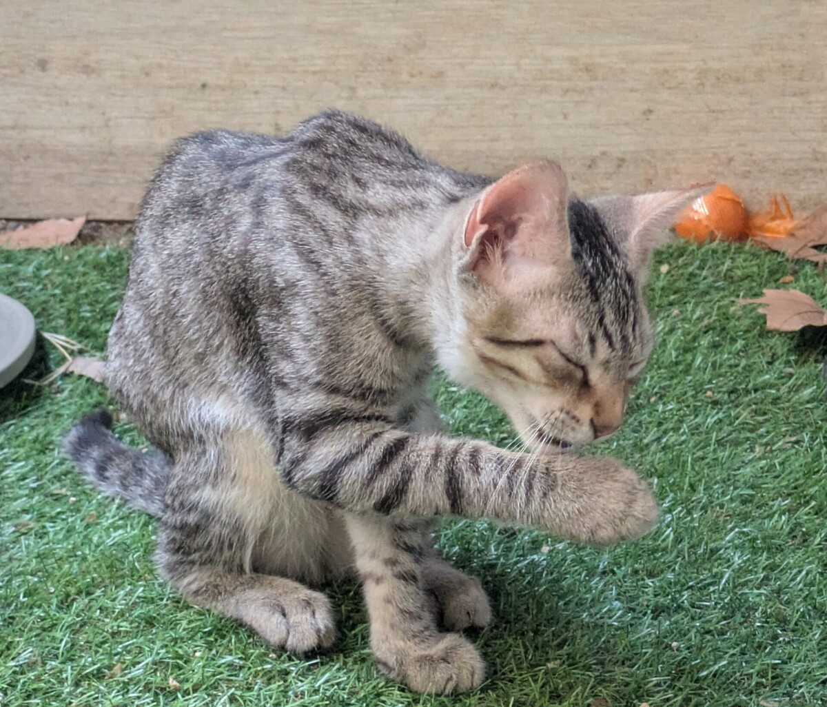 Adoption Boby