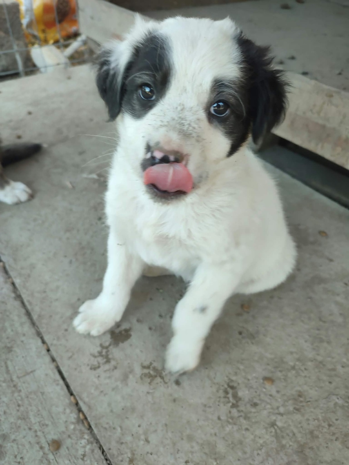 Adoption Chiots