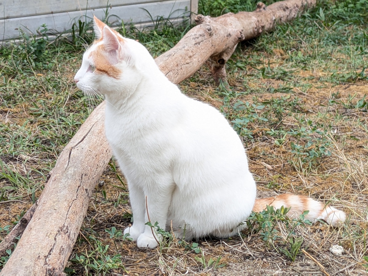 Adoption Biobie