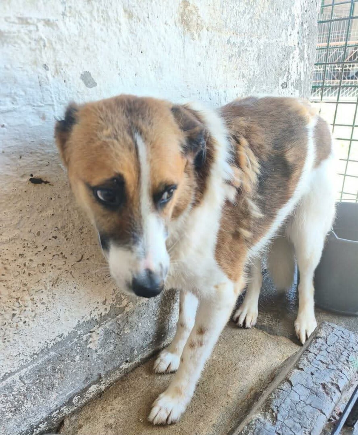 Adoption Lutti