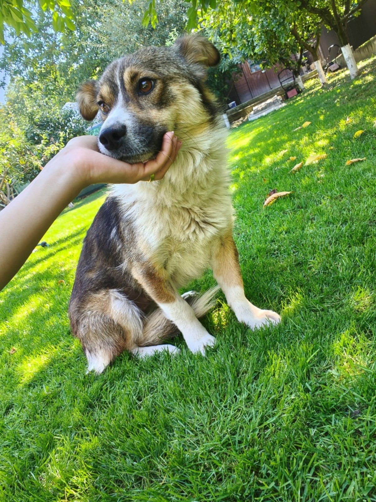 Adoption Kina