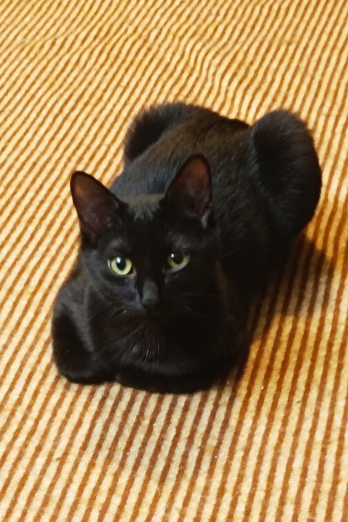 Adoption Bonnie