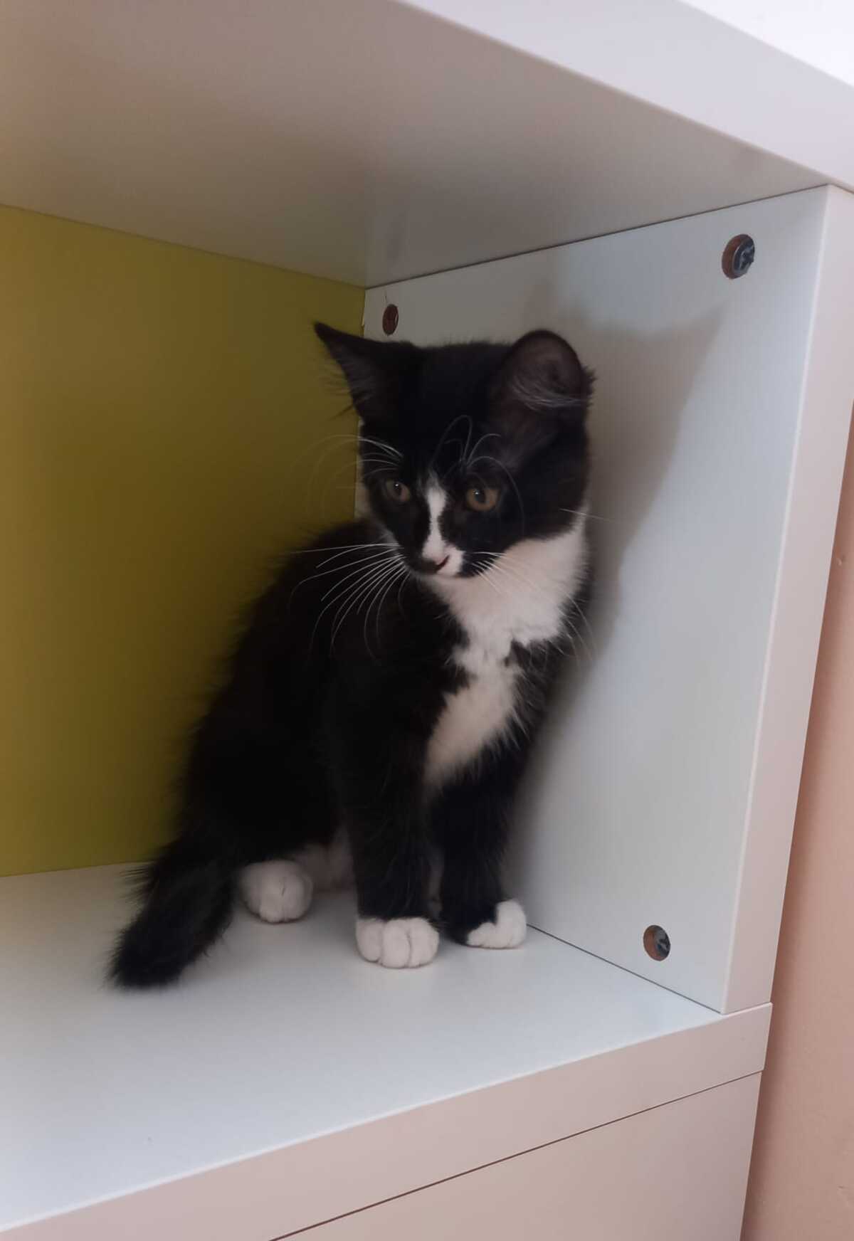 Adoption Bijou