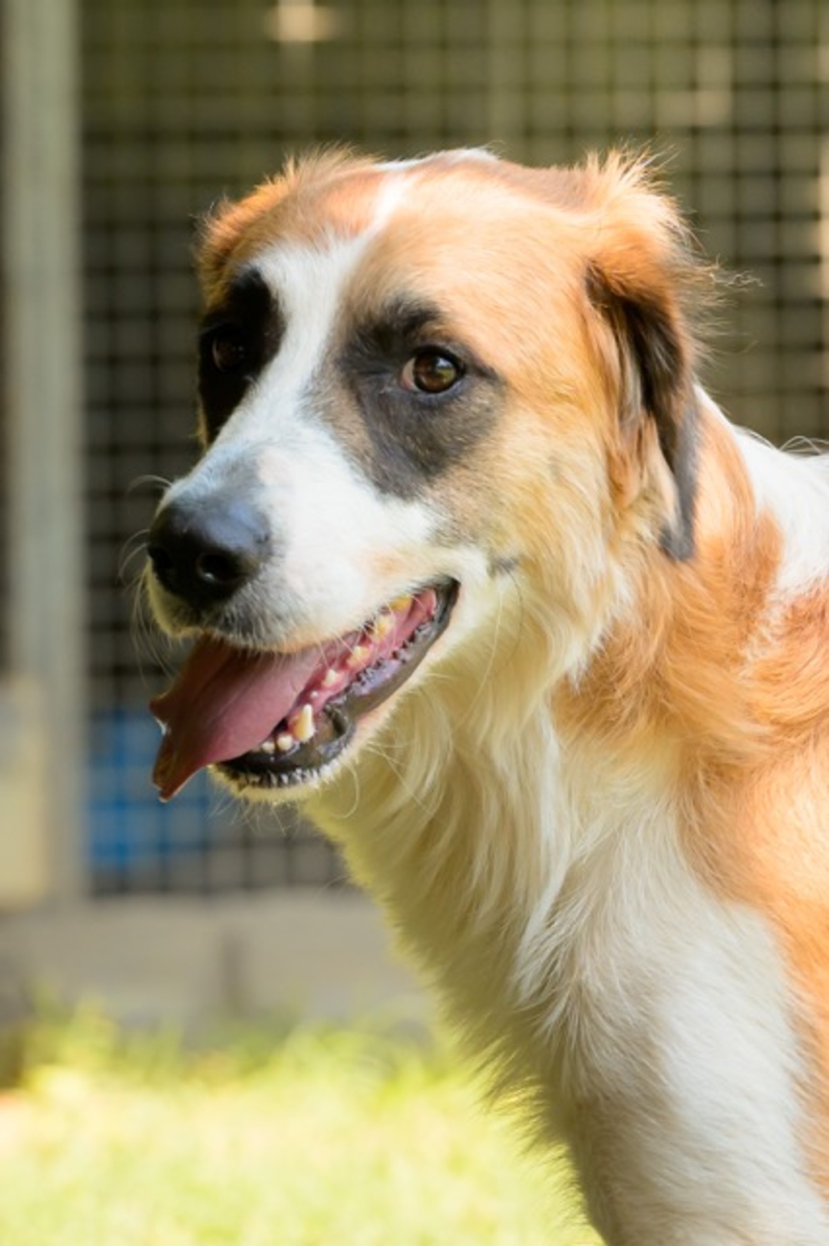 Adoption BESS