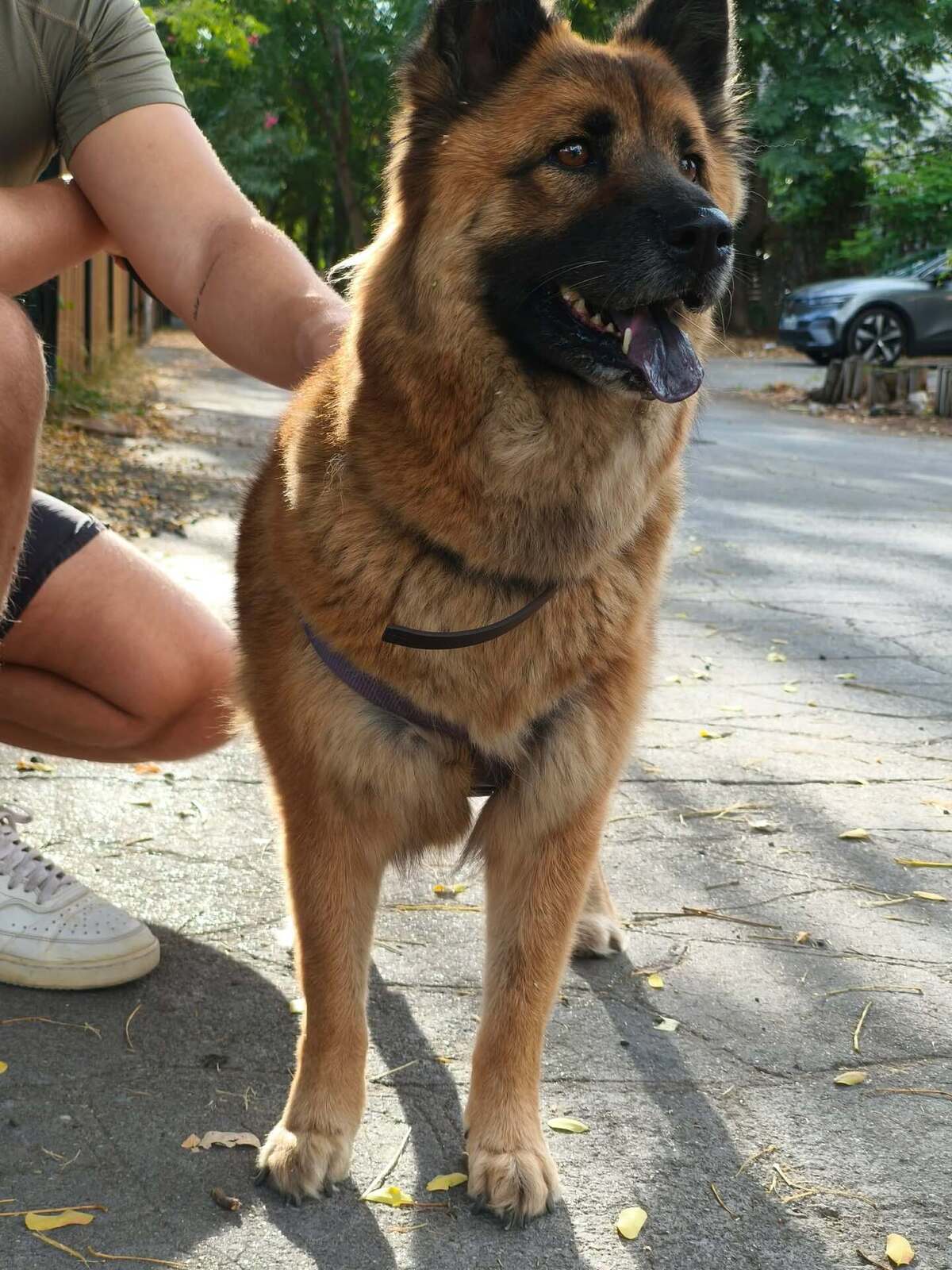 Adoption LAÏKA