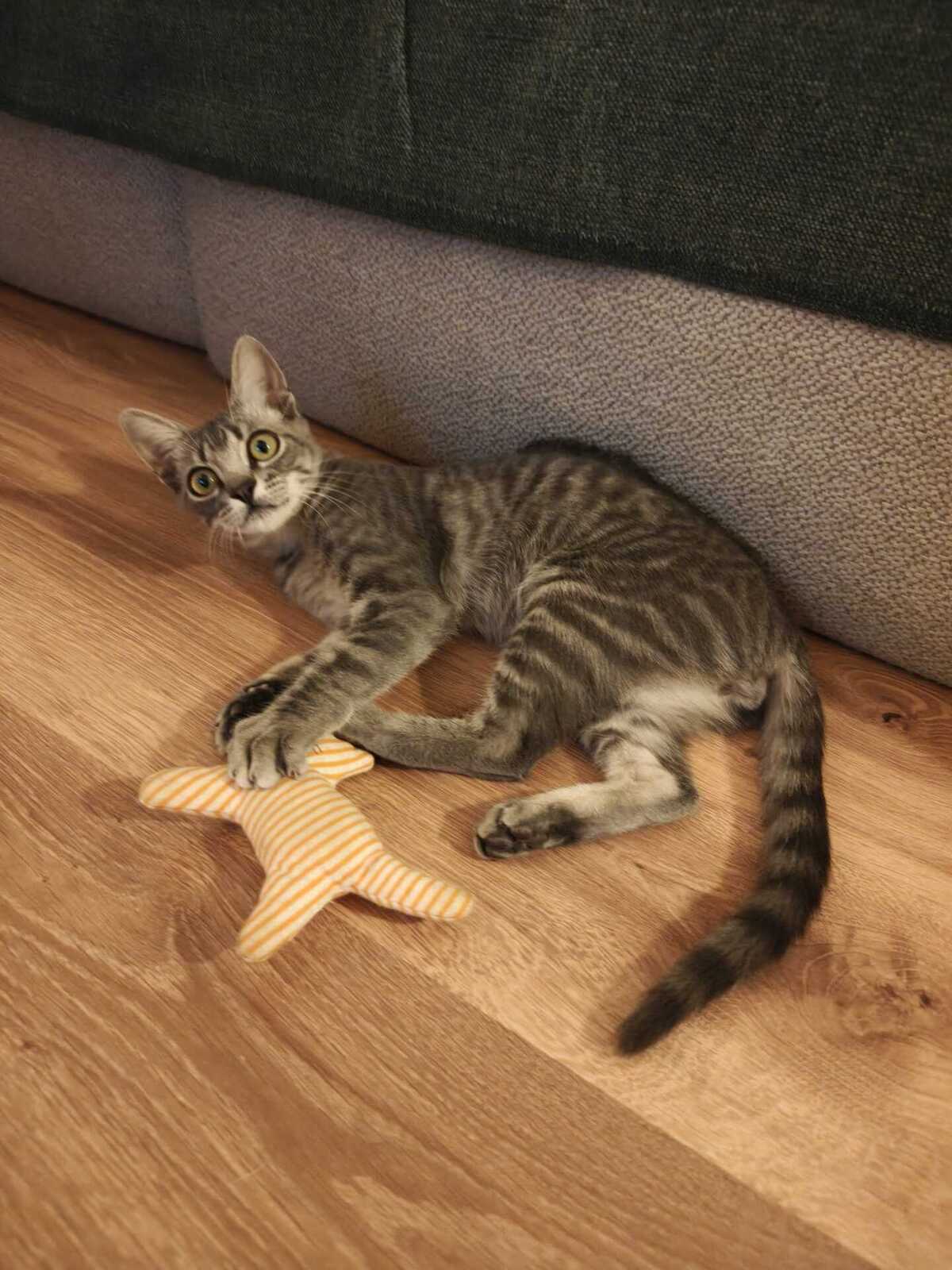 Adoption Benito